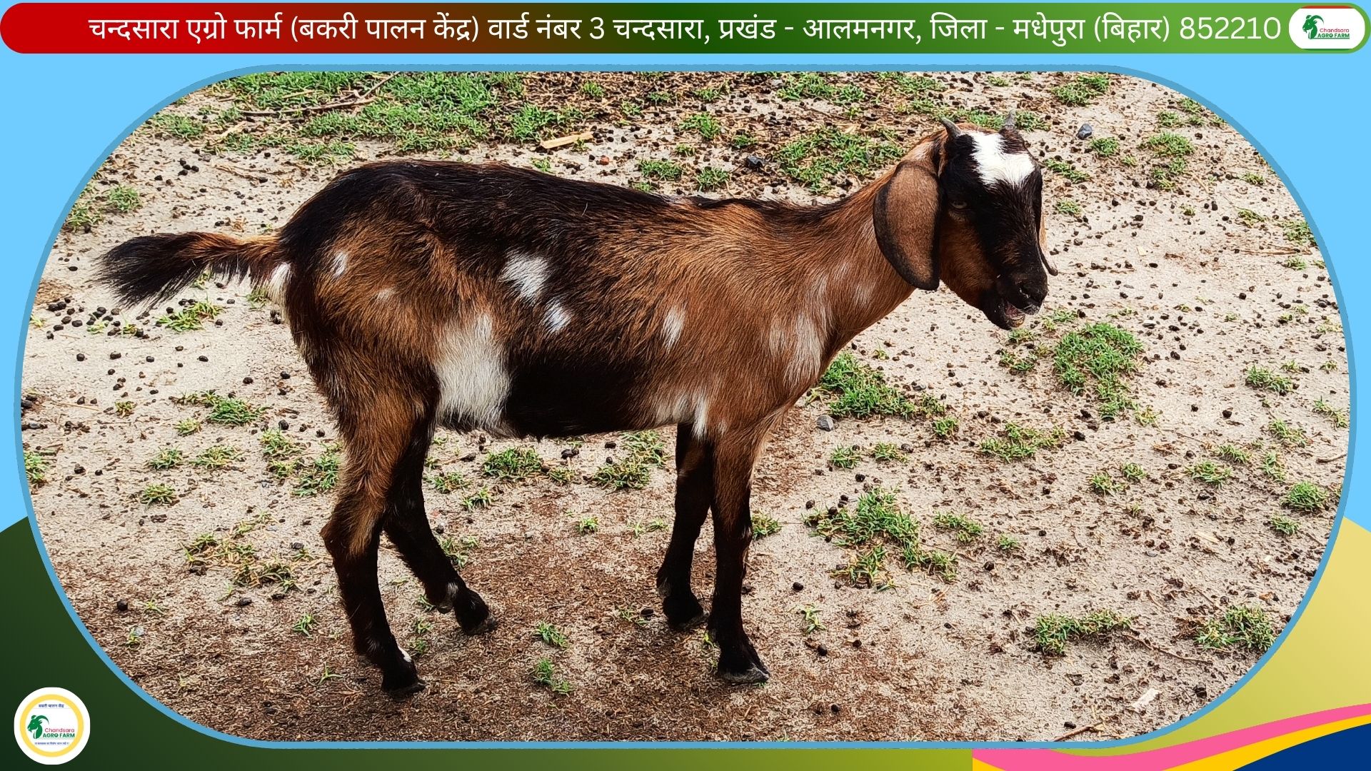 Chandsara Agro Farm (Goat Rearing) 2